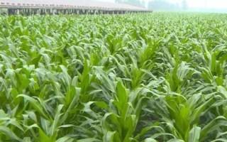 金糯165玉米种子简介，该品种幼苗期第一叶鞘紫色