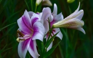 百合球茎溃疡病的危害,会影响植株的生长发育