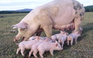 怎么解决妊娠母猪不吃食的问题，要饲喂健胃促消化的药物和青绿饲料