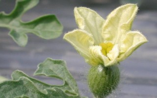 西瓜开花期能不能浇水，开花期土壤过于干旱的话能浇水