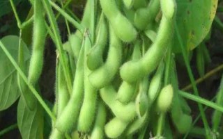 圣豆3号大豆品种的特性,密度适当增加