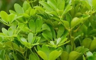 鸭脚木与七叶莲有什么区别，株高、叶片、花朵、习性均不同