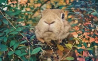 兔子感冒怎么办，发现感冒后可喂食抗生素