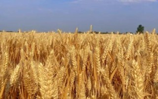 播种前怎么处理小麦种子，需要在土麦场上晾晒1-2天