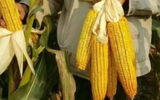 金科玉68玉米种子简介，平均生育期143.7天