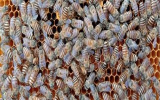 蜂王死亡后蜂群会不会逃跑，通常不会逃跑、但长期失王蜂群会逐渐灭亡