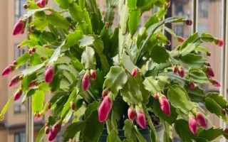 蟹爪兰为何会落蕾，可能是温度过低或光照不足等