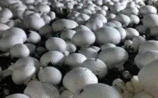 食用菌如何正确使用农药，注意这4点