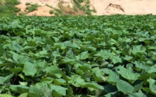 种红薯用什么肥料能变大变甜，肥料类型取决于生长时期
