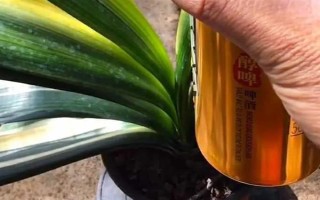 为什么要对君子兰浇啤酒，能起到加快新陈代谢、补充养分等作用