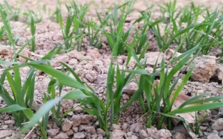 小麦晚霜冻害的症状,严重时会导致整块麦田枯黄