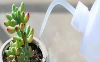 多肉植物怎么浇水，傍晚浇水更加合适