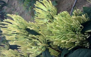 金银花和断肠草有什么区别，外观、质感、花朵均不同