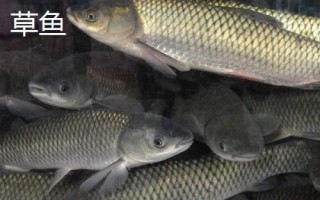 白狐4号鱼钩适钓鱼种,可用来垂钓2斤左右的鱼类