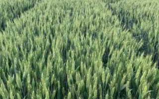 龙辐麦16小麦品种简介