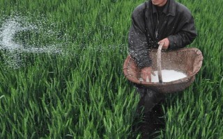 强筋小麦如何种植，管理重点在于预防小麦旺长和倒伏