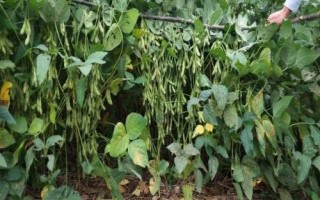 沂豆12大豆种子特点,适宜播期为6月15~25日