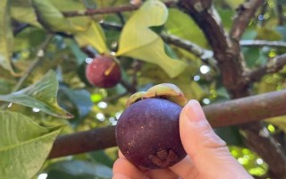 山竹核的种植方式，最好的方式是播种法