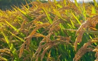 水稻破口前5-7天怎样判断，剑叶和倒2叶的叶枕基本齐平