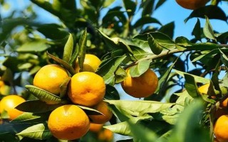 橘子生长在哪里，主要在长江中下游或长江以南地区