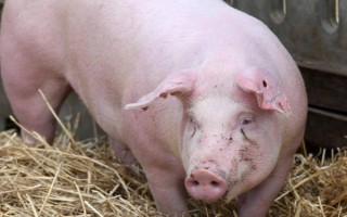 猪交配时出血有没有影响，通常没有影响