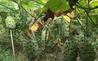 刺角瓜的原产地，原产于非洲卡拉哈里沙漠