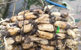 白莲藕苗的价格，一棵需要1.5-3元左右