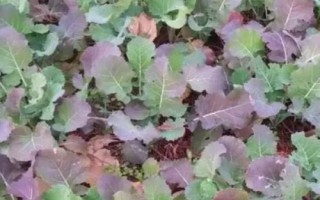 油菜缺硼的症状,因缺硼程度不同而有非常大差异