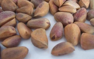 红松育苗前怎么处理种子,浸泡后可掺入湿沙中摊晒