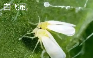 萝卜白粉虱的危害特点，会造成作物叶片褪色、变黄等