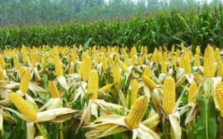 玉糯7号玉米品种的特性,该品种总得分86.1