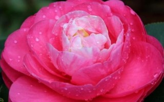 昆明市的市花,是云南山茶花