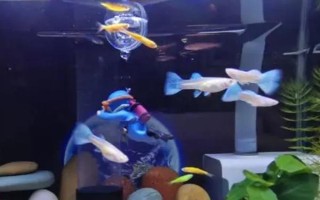 为什么新鱼入缸老鱼会死，可能是水质不好或感染病菌所致