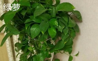 常见的室内绿化植物,常见的有发财树、绿萝等