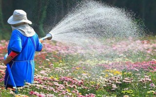 九月菊如何养殖，在生长期间需要充足的光照