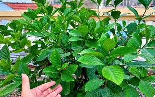 栀子花不开花的原因，主要是湿度过低、光照不足、施肥不当引起