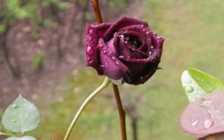 路易十四玫瑰简介，不是玫瑰而是杂交月季