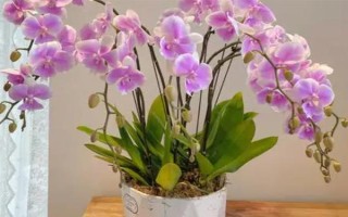 怎么防治蝴蝶兰灰霉病,使用透气、保肥的基质可降低发病几率