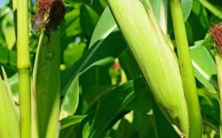 金凯6号玉米品种的特性，并注意播前防治病虫害