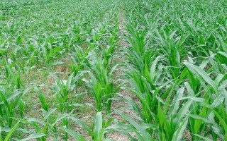 吉东2号玉米种子特征特性