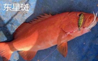 石斑鱼的种类，种类繁多分布在不同地区