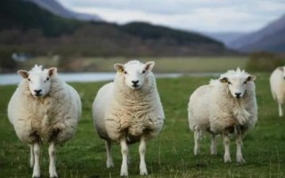 羊酸中毒如何快速解毒，要根据中毒原因来治疗