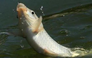 用七星漂进行传统钓怎么调漂，修剪铅皮可让漂豆的位置发生变化