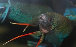 越南黑叉尾斗鱼好不好养，饲养难度不大