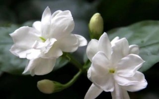 茉莉象征着什么,寓意尊敬、忠贞不渝的爱等