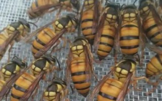 胡蜂的种类，常见品种为金环胡蜂、黑尾胡蜂、黄腰胡蜂等