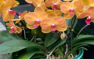 蝴蝶兰叶子变薄的原因，可能是水分太多或光照不足所致