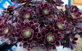 黑法师叶子掉光了还能不能活，发生在夏季的话就无须担心