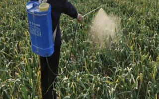 留种大蒜怎样施磷钾肥，要根部施一次磷钾肥