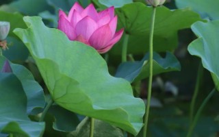 荷花叶子的形状，荷叶为圆形